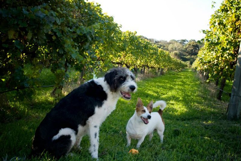 dog wine tour margaret river